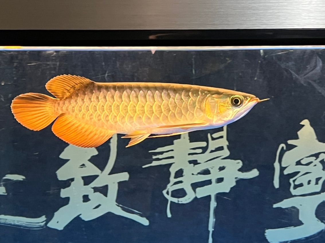 入缸7個(gè)月（_阿銀評(píng)論：“入缸7個(gè)月”是一個(gè)富有內(nèi)涵的概念）