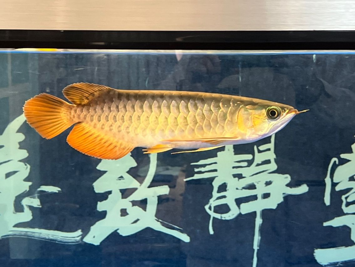 入缸7個(gè)月（_阿銀評(píng)論：“入缸7個(gè)月”是一個(gè)富有內(nèi)涵的概念）