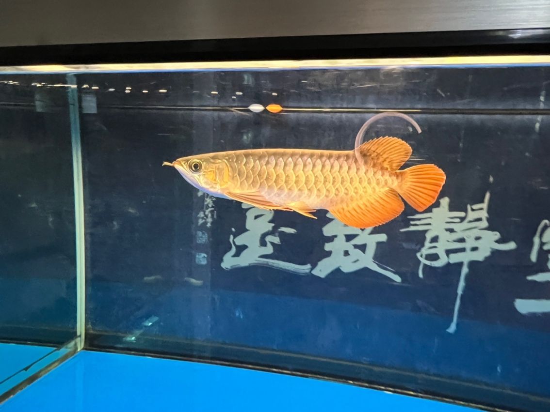 入缸7個(gè)月（_阿銀評(píng)論：“入缸7個(gè)月”是一個(gè)富有內(nèi)涵的概念）