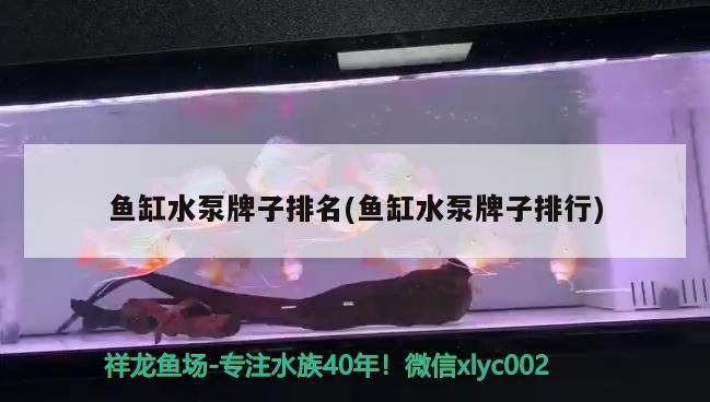 魚缸水泵牌子排名(魚缸水泵牌子排行)