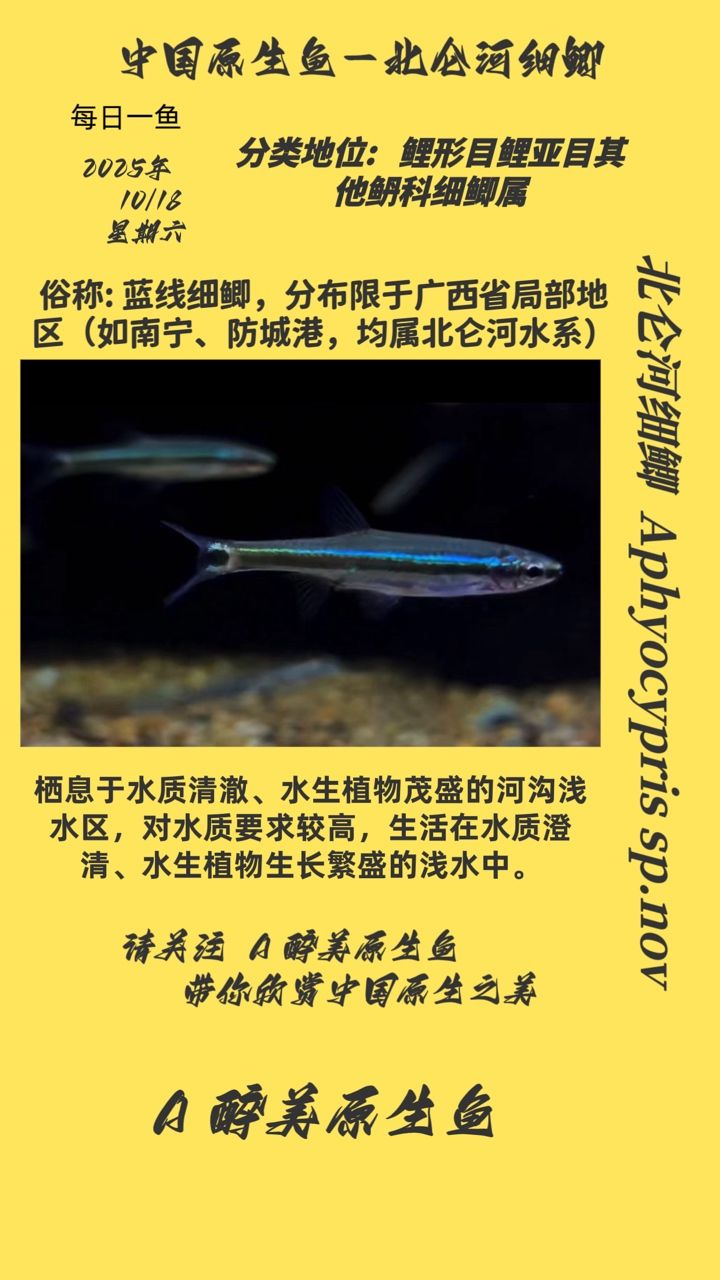北侖河細鯽（中國淡水魚類中的一種鯽魚，肉質細膩、味道鮮美而聞名） 北侖河細鯽（中國淡水魚類中的一種鯽魚，肉質細膩、味道鮮美而聞名） 龍魚論壇