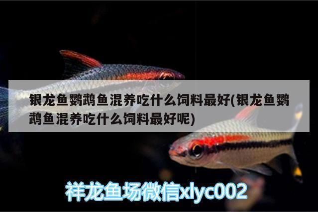 銀龍魚鸚鵡魚混養吃什么飼料最好(銀龍魚鸚鵡魚混養吃什么飼料最好呢)