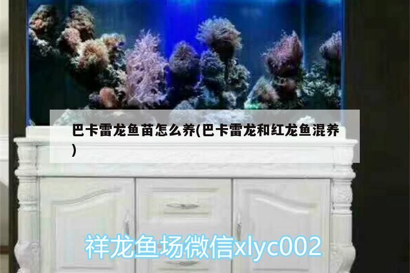 巴卡雷龍魚苗怎么養(yǎng)(巴卡雷龍和紅龍魚混養(yǎng))