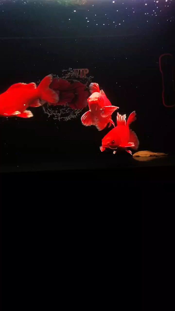 哈哈（——未來數字藝術的發展） 哈哈（——未來數字藝術的發展） 龍魚論壇