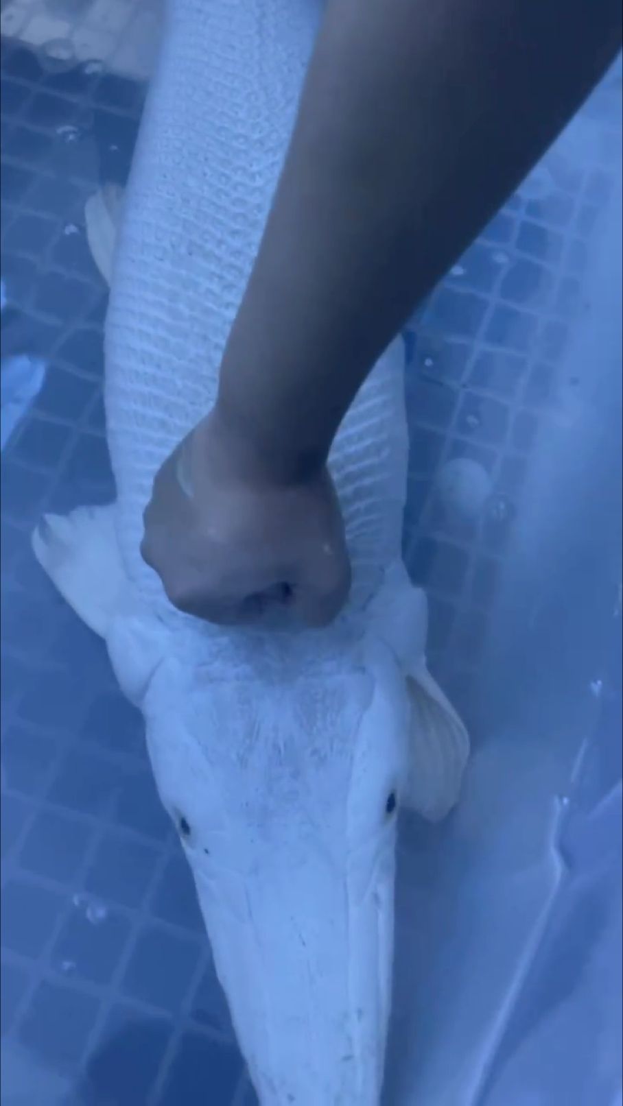 魚之大一箱裝不下 魚之大一箱裝不下 龍魚論壇