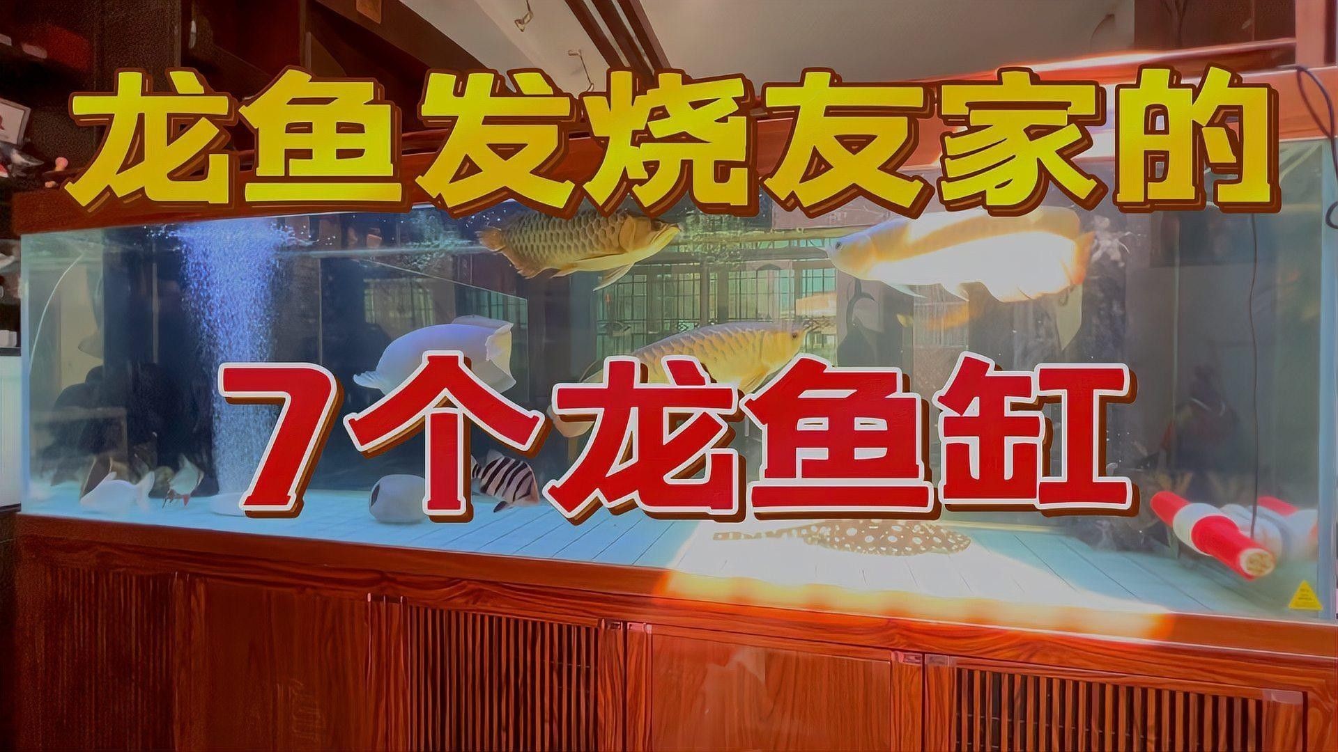 龍魚魚缸哪個品牌最好（魚缸品牌選擇：龍魚魚缸品牌選擇：**） 龍魚魚缸哪個品牌最好（魚缸品牌選擇：龍魚魚缸品牌選擇：**） 龍魚百科 第5張