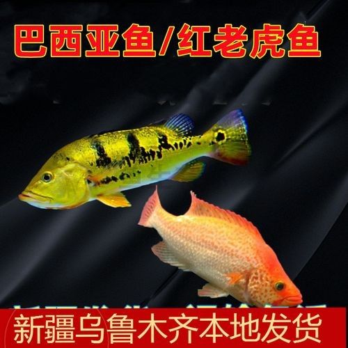 巴西亞魚的價格是多少？（巴西亞魚的價格一般多少？）