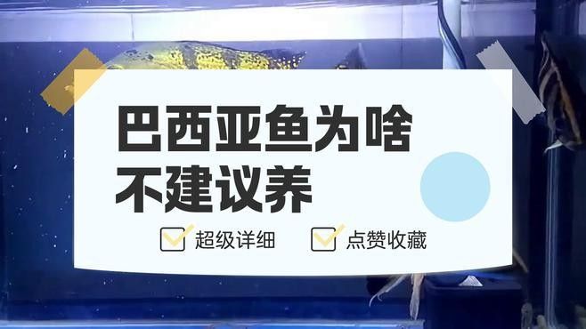 巴西亞魚的價格是多少？（巴西亞魚的價格一般多少？）