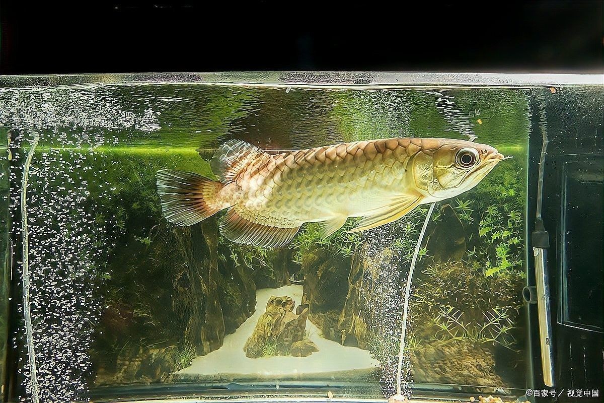 如何判斷龍魚是否錯鱗復發？（如何判斷龍魚錯鱗復發？） 如何判斷龍魚是否錯鱗復發？（如何判斷龍魚錯鱗復發？） 龍魚百科 第1張