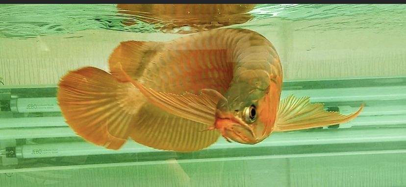 龍魚的燈光，你必須知道！！