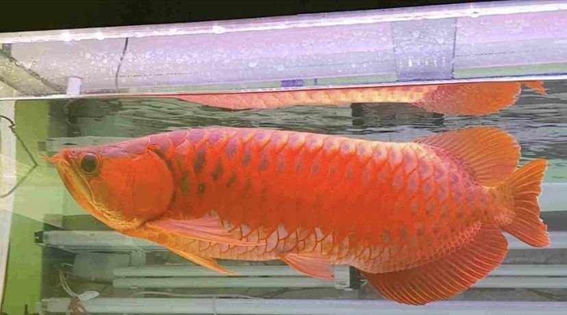 龍魚的燈光，你必須知道！！