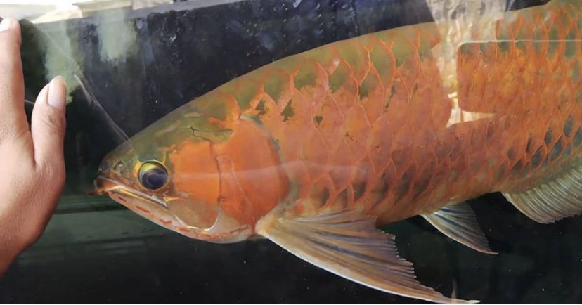 龍魚的燈光，你必須知道！！