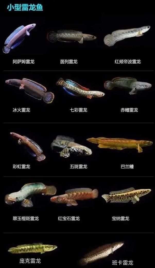 如何區分不同品種的中國雷龍魚