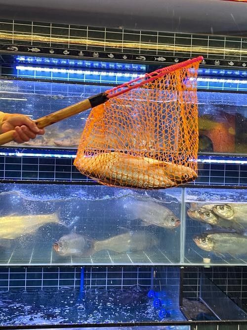 百藝城有哪些高端進口魚