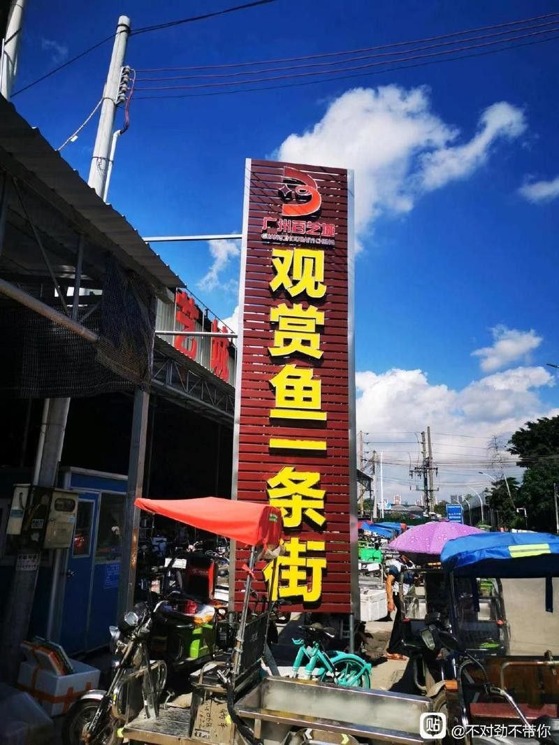 百藝城有哪些高端進口魚
