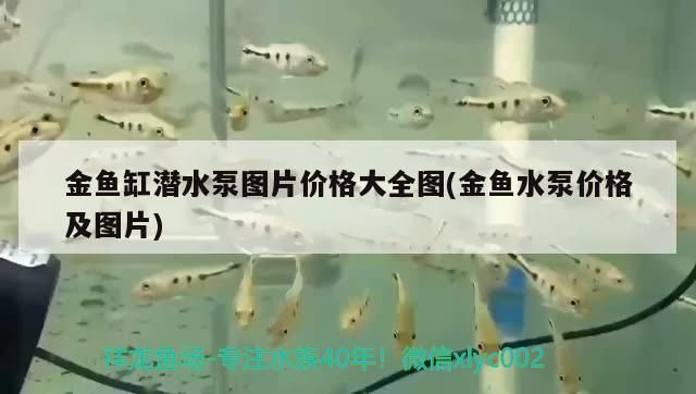 金魚缸潛水泵圖片價格大全圖(金魚水泵價格及圖片)