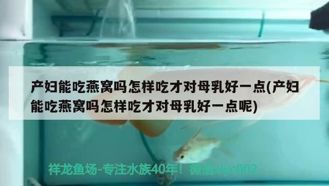 產(chǎn)婦能吃燕窩嗎怎樣吃才對(duì)母乳好一點(diǎn)(產(chǎn)婦能吃燕窩嗎怎樣吃才對(duì)母乳好一點(diǎn)呢) 產(chǎn)婦能吃燕窩嗎怎樣吃才對(duì)母乳好一點(diǎn)(產(chǎn)婦能吃燕窩嗎怎樣吃才對(duì)母乳好一點(diǎn)呢) 觀賞魚百科