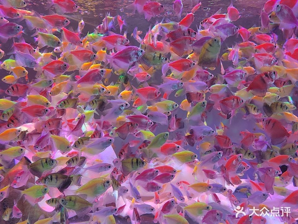 嘉興還有哪些水族市場 嘉興還有哪些水族市場 龍魚百科 第1張