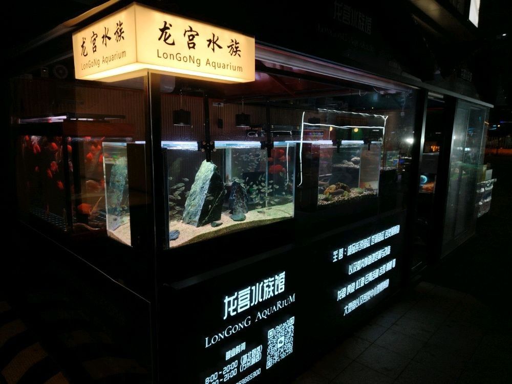 嘉興還有哪些水族市場 嘉興還有哪些水族市場 龍魚百科 第3張