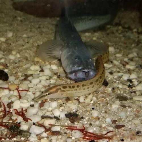 如何區分南美鰭龍魚的天敵？