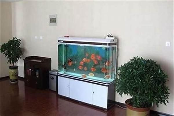 龍魚會在缸底休息嗎（為什么說龍魚喜歡在缸底休息？）