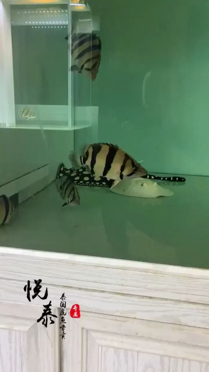 廣州觀賞魚批發市場缺乏完美（廣州觀賞魚批發市場缺乏完美廣州觀賞魚批發市場）