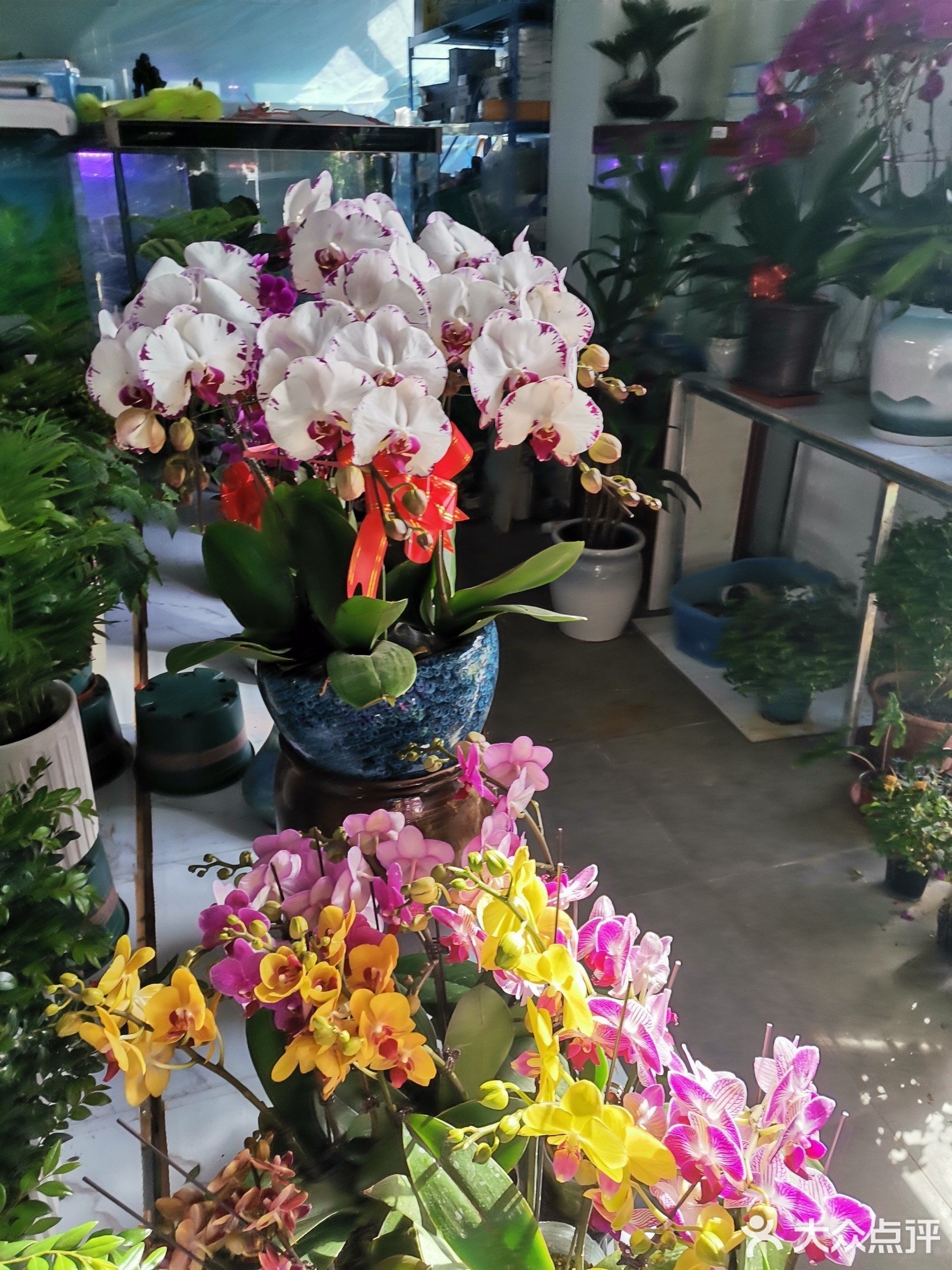 大發花鳥魚市場的聯系方式是什么？（北京大發花鳥魚市場的聯系方式旨在提供關于大發花鳥魚市場的聯系信息）