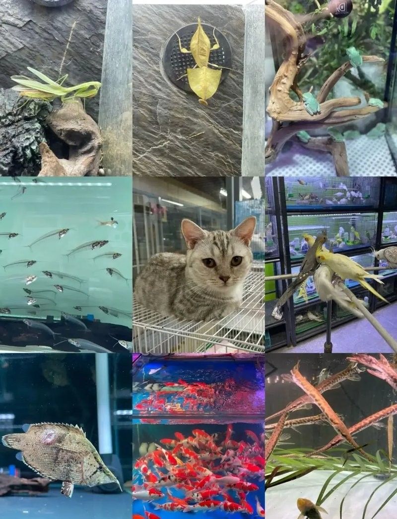 大發花鳥魚市場的聯系方式是什么？（北京大發花鳥魚市場的聯系方式旨在提供關于大發花鳥魚市場的聯系信息）