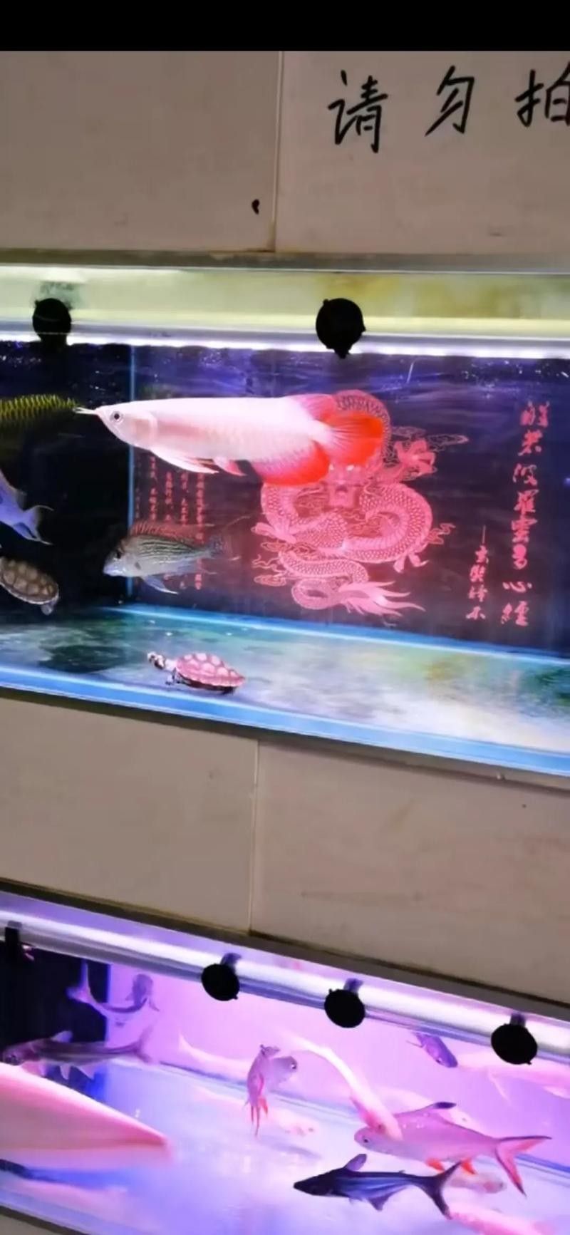 還有其他內(nèi)江龍魚專賣店嗎 龍魚百科 第2張 還有其他內(nèi)江龍魚專賣店嗎 還有其他內(nèi)江龍魚專賣店嗎 龍魚百科 第2張