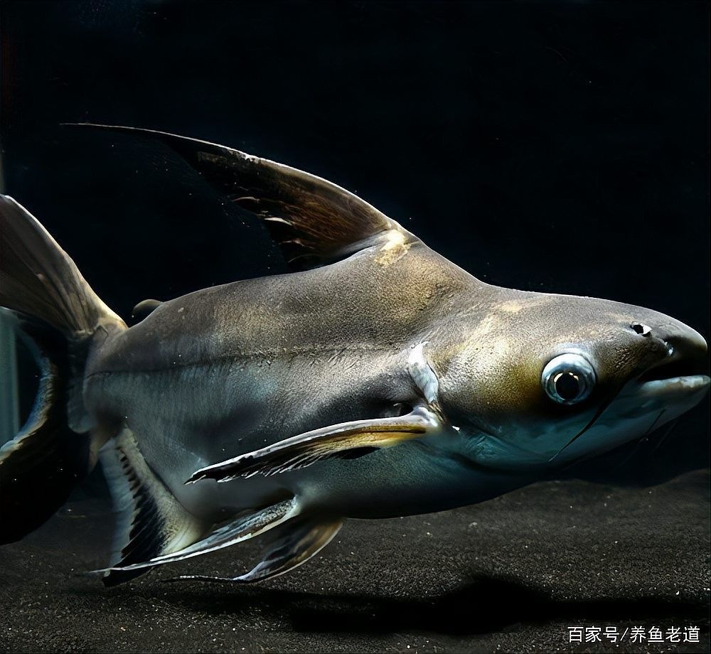 金龍魚幼苗換食后多久喂一次