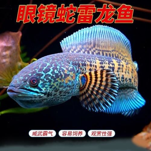 大型雷龍魚的價格是多少