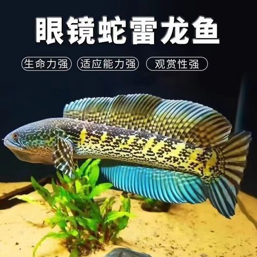 大型雷龍魚的價格是多少