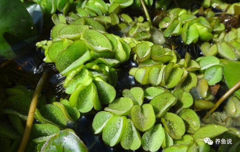 哪些水草適合與曼龍魚混養 哪些水草適合與曼龍魚混養 龍魚百科 第4張