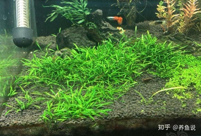 哪些水草適合與曼龍魚混養 哪些水草適合與曼龍魚混養 龍魚百科 第5張