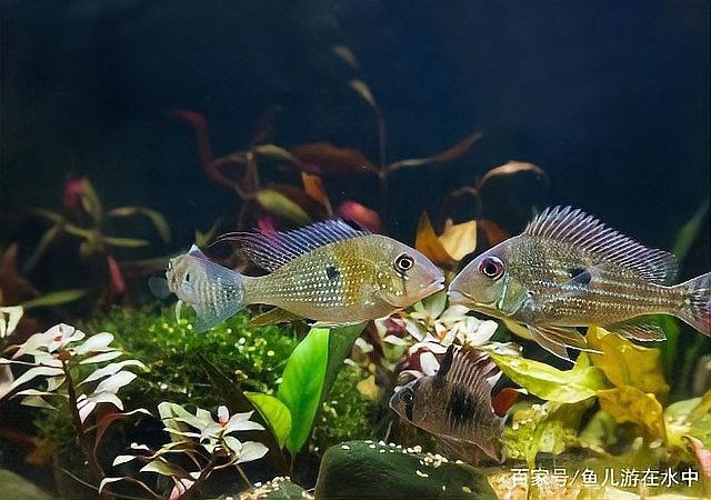 哪些水草適合與曼龍魚混養 哪些水草適合與曼龍魚混養 龍魚百科 第3張