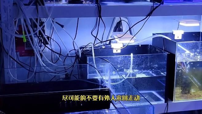 繁殖缸中擺件的最佳位置 繁殖缸中擺件的最佳位置 龍魚百科 第1張