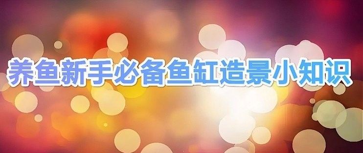 繁殖缸中擺件的最佳位置 繁殖缸中擺件的最佳位置 龍魚百科 第2張