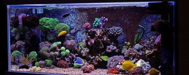 繁殖缸中擺件的最佳位置 繁殖缸中擺件的最佳位置 龍魚百科 第4張
