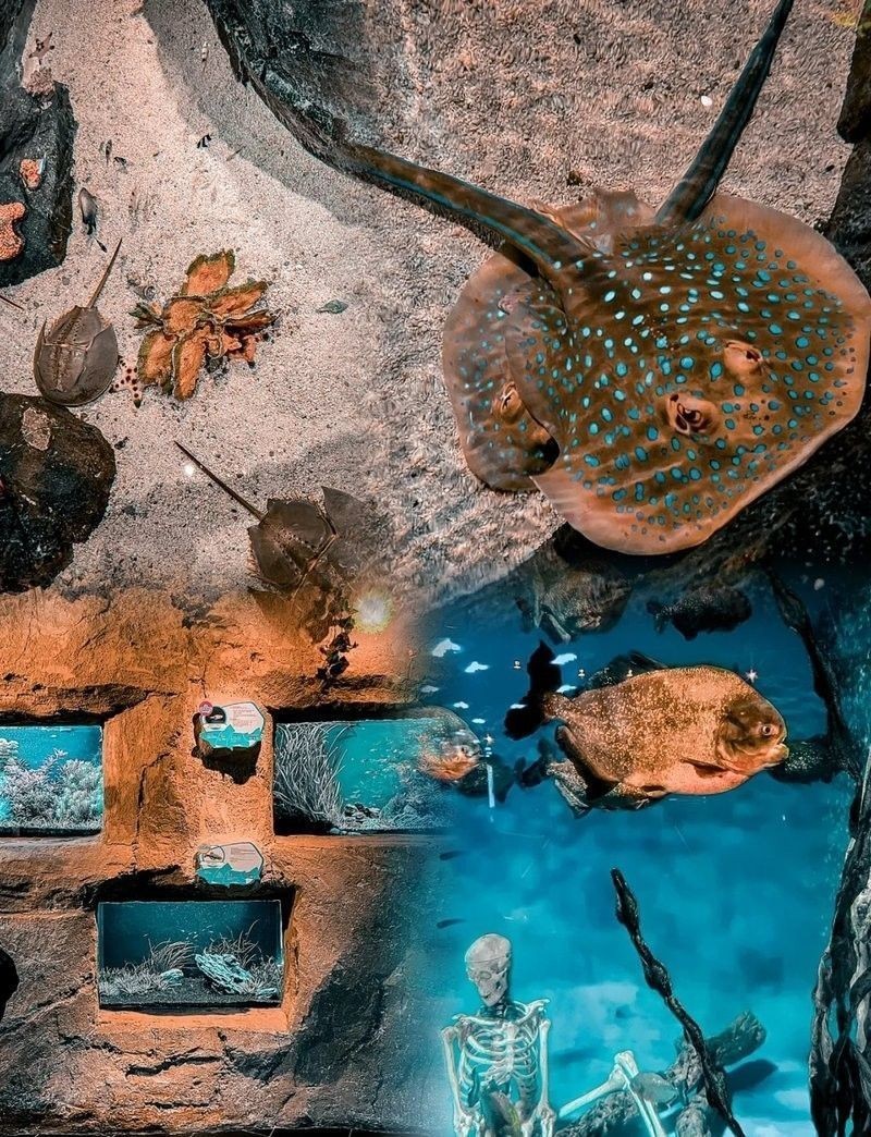 CC水族館有哪些特色？（klcc水族館一日游-大眾點(diǎn)評(píng)大眾點(diǎn)評(píng)大眾點(diǎn)評(píng)）