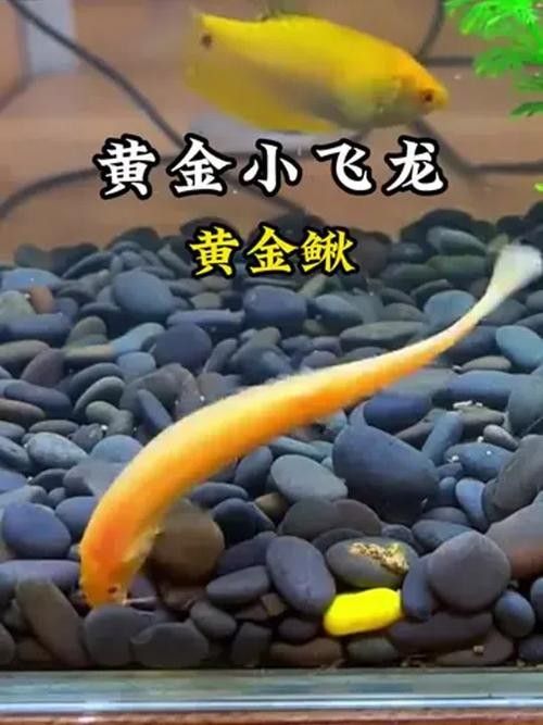 黃龍魚(yú)混養(yǎng)需要哪些躲避物？