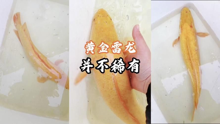 黃龍魚(yú)混養(yǎng)需要哪些躲避物？