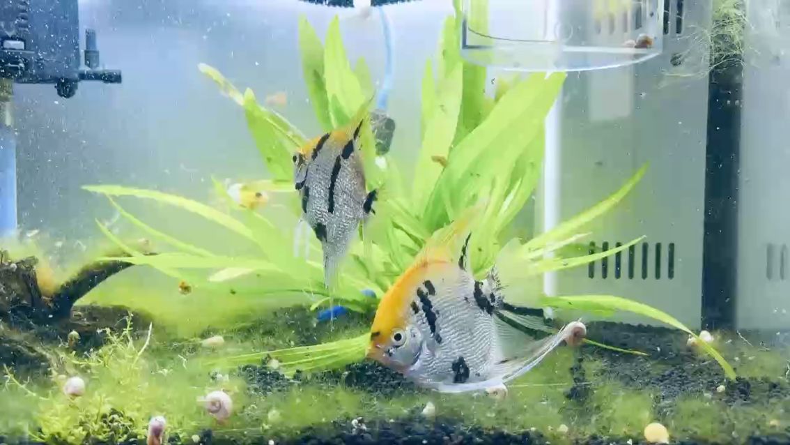 龍魚干蝦有營養(yǎng)嗎 郎才女貌 龍魚論壇 郎才女貌 郎才女貌 龍魚論壇