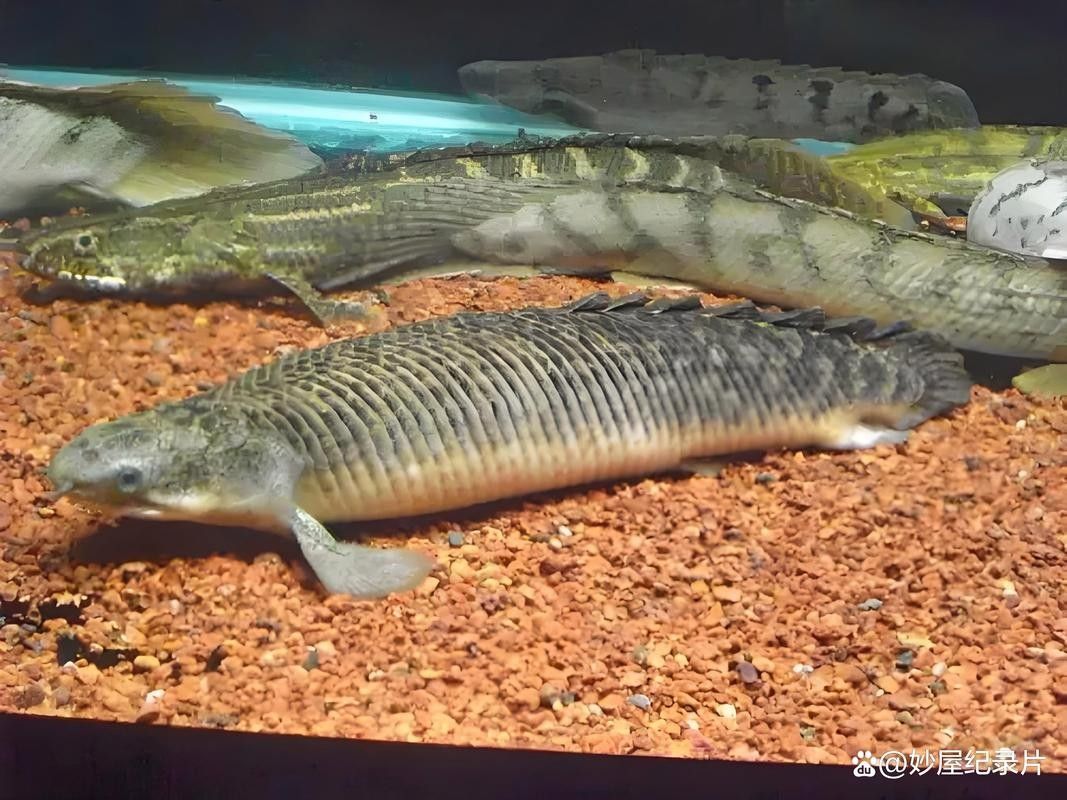 薩伊綠恐龍魚的市場供需情況如何（薩伊綠恐龍魚市場供需情況分析） 薩伊綠恐龍魚的市場供需情況如何（薩伊綠恐龍魚市場供需情況分析） 龍魚百科 第7張
