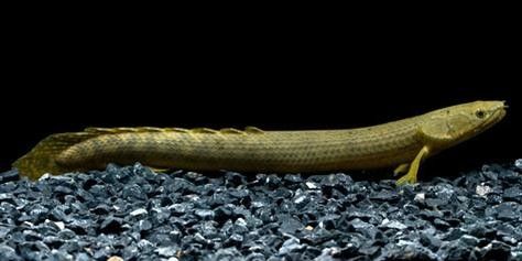 薩伊綠恐龍魚的市場供需情況如何（薩伊綠恐龍魚市場供需情況分析） 薩伊綠恐龍魚的市場供需情況如何（薩伊綠恐龍魚市場供需情況分析） 龍魚百科 第2張