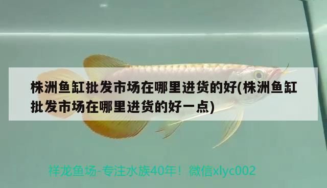 株洲魚缸批發市場在哪里進貨的好(株洲魚缸批發市場在哪里進貨的好一點)（株洲魚缸批發市場在哪里進貨好） 株洲魚缸批發市場在哪里進貨的好(株洲魚缸批發市場在哪里進貨的好一點)（株洲魚缸批發市場在哪里進貨好） 觀賞魚百科 第2張
