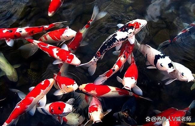 龍魚濾材多久需要更換？（魚濾材多久更換一次） 龍魚濾材多久需要更換？（魚濾材多久更換一次） 龍魚百科 第5張