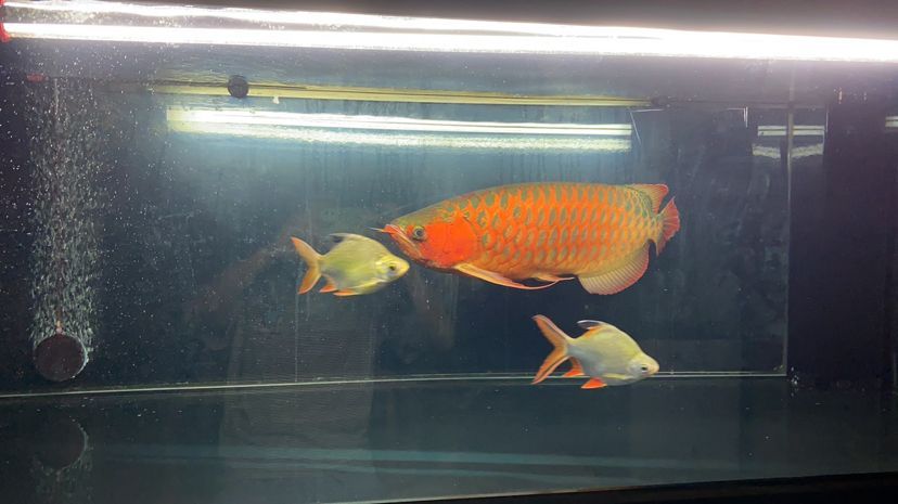 慢慢考慮弄個魚房朋友們幫幫忙（如何建立一個成功的魚房業務）