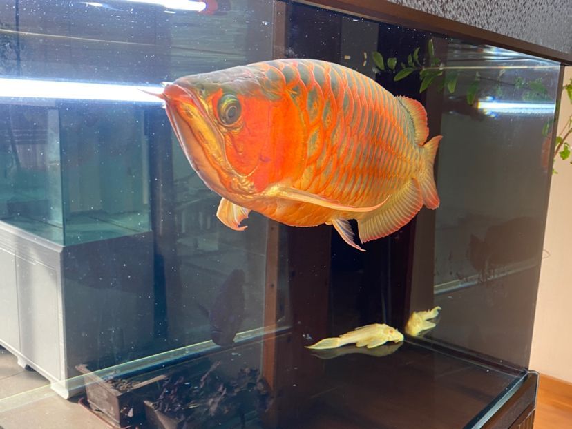 慢慢考慮弄個魚房朋友們幫幫忙（如何建立一個成功的魚房業務）
