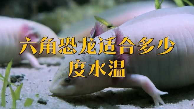 六角龍魚飼養水溫多少合適
