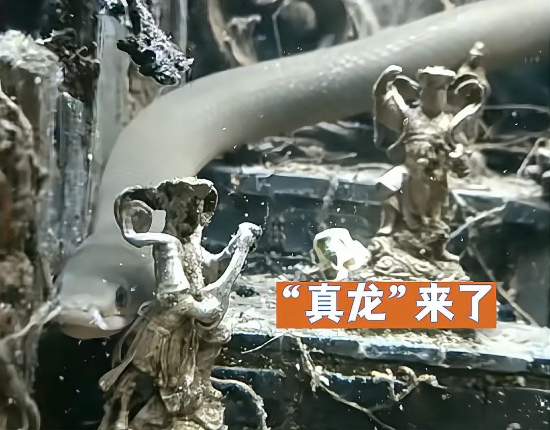 草繩恐龍魚適合混養嗎（草繩恐龍魚混養的注意事項）